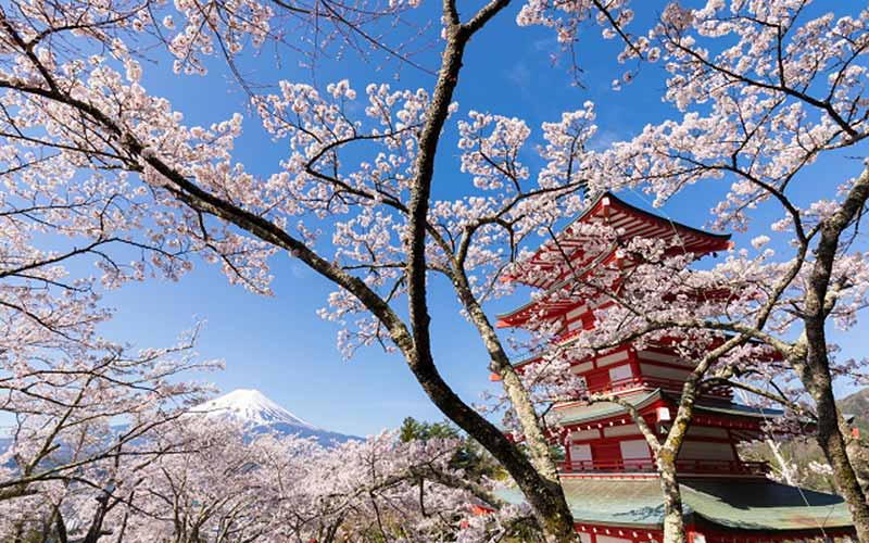 Chureito Pagoda & Mt. Fuji(Spring)
